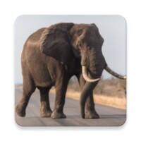 Elephant Sounds APK