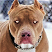 Pitbull Wallpaper HD APK