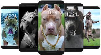 Pitbull Wallpaper HD  Screenshot 3