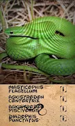 Automatic Snake Identifier  Screenshot 7