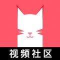 猫咪视频app APK