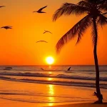 Sunset Wallpapers APK