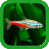 Tropical Fish Tank - Mini Aqua APK