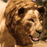 Ultimate Lion Simulator APK