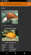 Aquarium fish  Screenshot 7