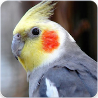 Cockatiel Singing : Cockatiel Sounds APK