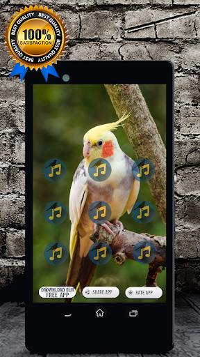 Cockatiel Singing : Cockatiel Sounds  Screenshot 2