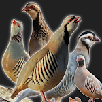 partridge sound APK