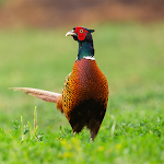 Pheasant Sounds APK