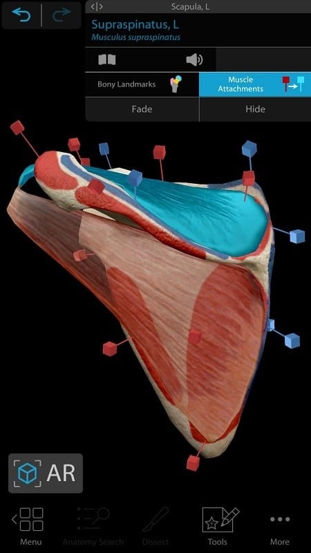 Human Anatomy Atlas 2021  Screenshot 3