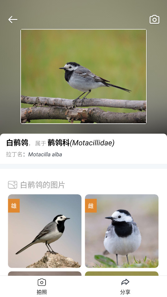 Picture Bird拍照识鸟 Screenshot 2