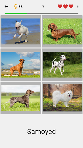 Dogs Quiz - Guess Popular Dog Breeds on the Photos  Screenshot 4