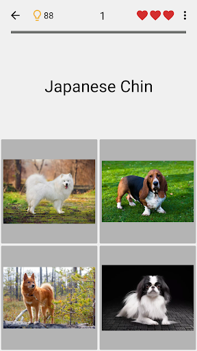 Dogs Quiz - Guess Popular Dog Breeds on the Photos  Screenshot 1