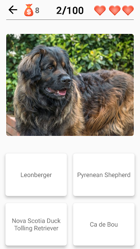 Dog Breeds - Quiz about all dogs of the world!  Screenshot 4