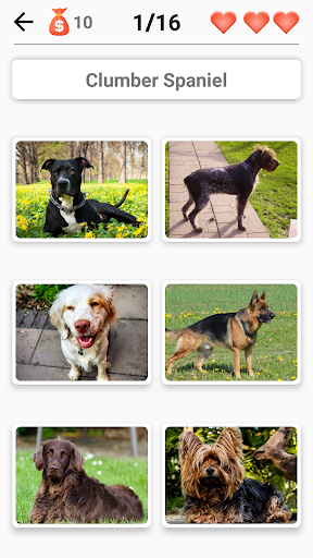 Dog Breeds - Quiz about all dogs of the world!  Screenshot 3