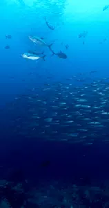 Save the Fish Screenshot 4