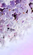 Lilac Flowers Live Wallpaper  Screenshot 7