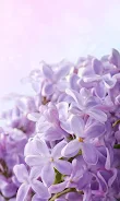 Lilac Flowers Live Wallpaper  Screenshot 6