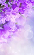 Lilac Flowers Live Wallpaper  Screenshot 1