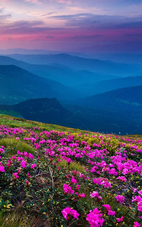 Mountain Flower Live Wallpaper  Screenshot 3