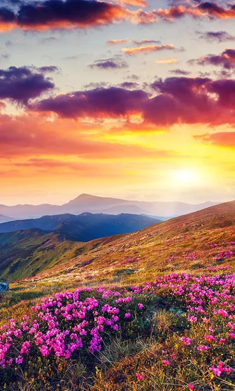 Mountain Flower Live Wallpaper  Screenshot 1