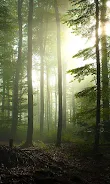 Forest Live Wallpaper  Screenshot 6