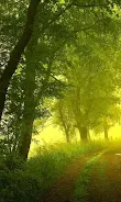 Forest Live Wallpaper  Screenshot 7