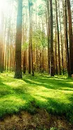 Forest Live Wallpaper  Screenshot 4