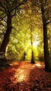 Forest Live Wallpaper  Screenshot 1