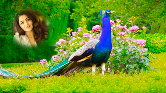 Peacock Photo Frames & Editor  Screenshot 7