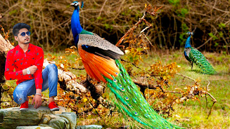 Peacock Photo Frames & Editor  Screenshot 3