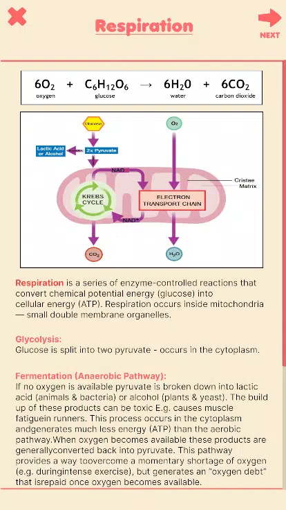 Run Through Respiration Screenshot 7