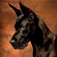 Great Dane Dog Simulator 3D APK