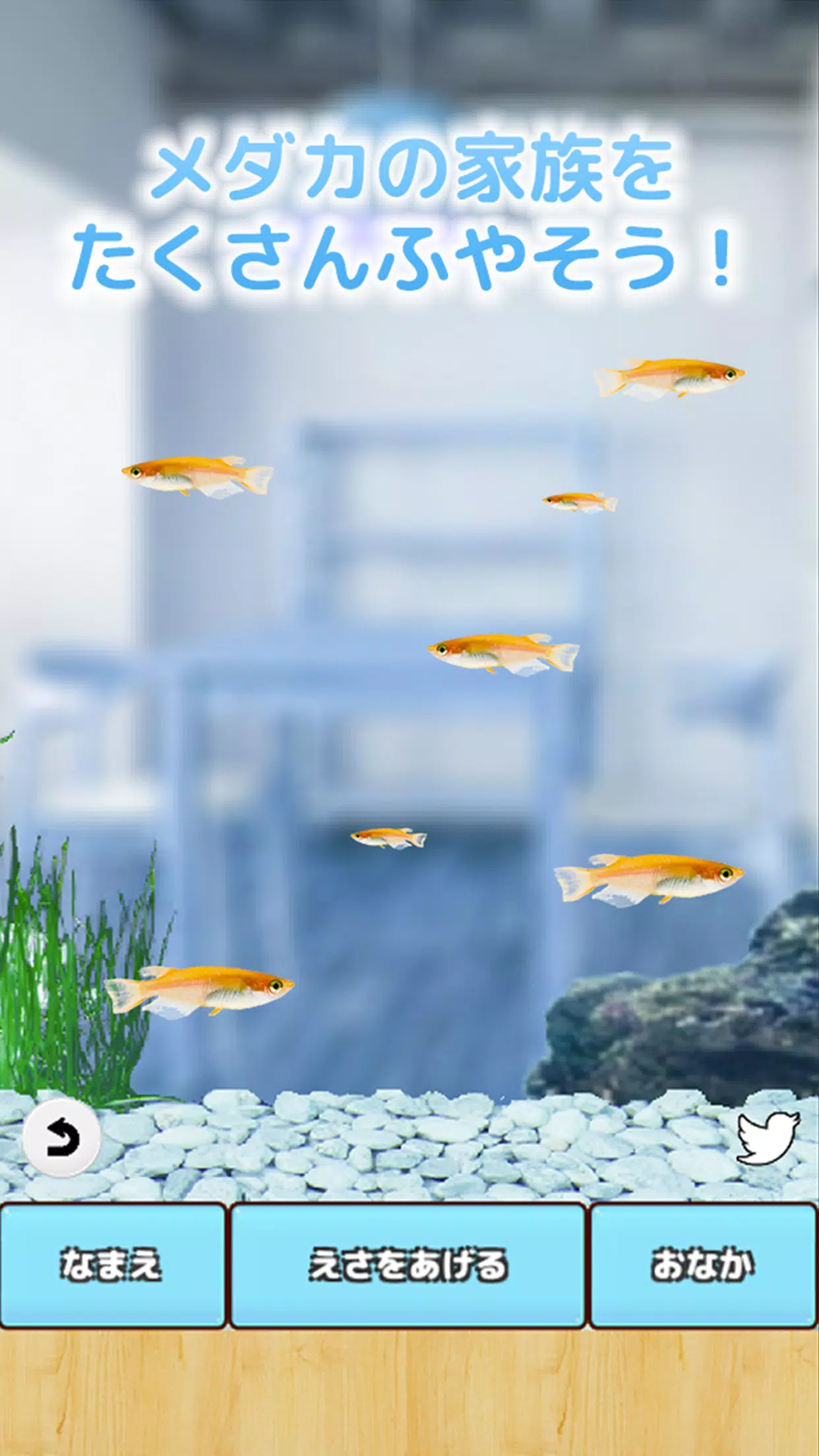 まったりメダカ育成ゲーム Screenshot 7